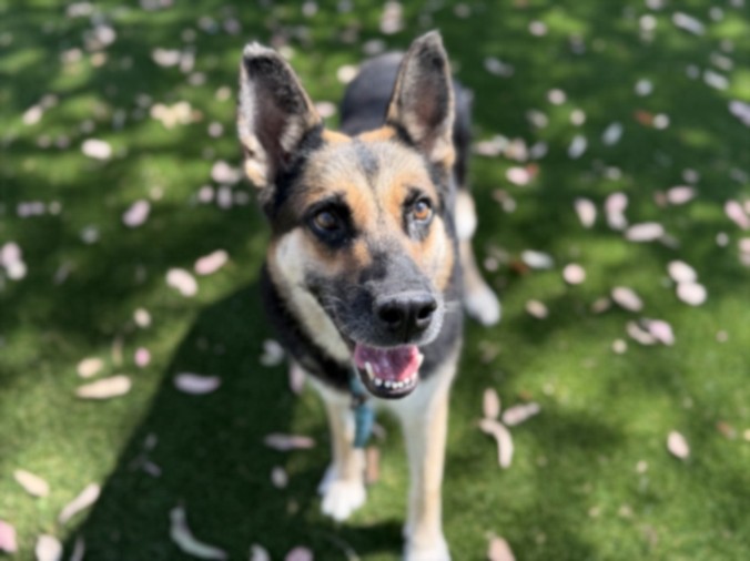 Shelter Stray Female Dog last seen , 3201 Lacy St, Los Angeles, CA 90031, USA