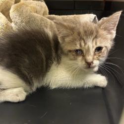 Shelter Stray Unknown Cat last seen Near BLOCK WASHINGTON AVE, 12155 Park Blvd, Brighton, CO 80601, USA