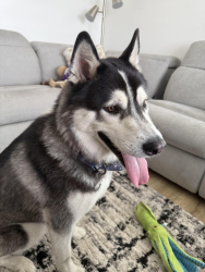 Reunited Male Dog last seen Ocean view and San Miguel, San Diego, CA 92113