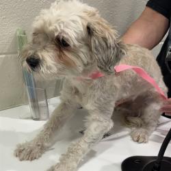 Shelter Stray Male Dog last seen Near BLOCK E 84TH AVE, 12155 Park Blvd, Brighton, CO 80601, USA