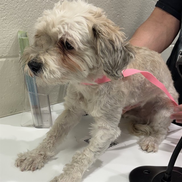 Shelter Stray Male Dog last seen Near BLOCK E 84TH AVE, 12155 Park Blvd, Brighton, CO 80601, USA