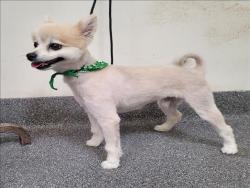 Shelter Stray Male Dog last seen , 3201 Lacy St, Los Angeles, CA 90031, USA