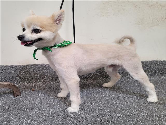 Shelter Stray Male Dog last seen , 3201 Lacy St, Los Angeles, CA 90031, USA