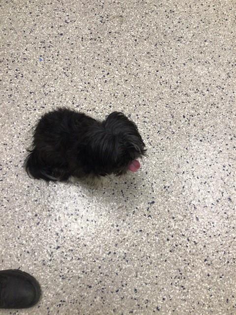 Shelter Stray Female Dog last seen Near BLOCK DAKIN ST, 12155 Park Blvd, Brighton, CO 80601, USA