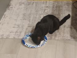 Reunited Male Cat last seen Pyle St., Enterprise, NV 89141