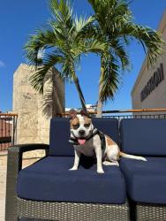Shelter Stray Female Dog last seen OKEECHOBEE RD, 3599 NW 79th Ave, Doral, FL 33122, USA