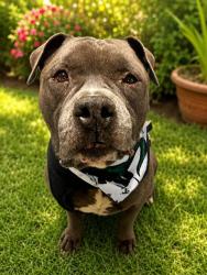 Shelter Stray Male Dog last seen Near BLOCK W FERN ST, 3599 NW 79th Ave, Doral, FL 33122, USA