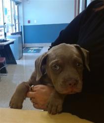 Shelter Stray Female Dog last seen Near BLOCK SW 340 ST, 3599 NW 79th Ave, Doral, FL 33122, USA