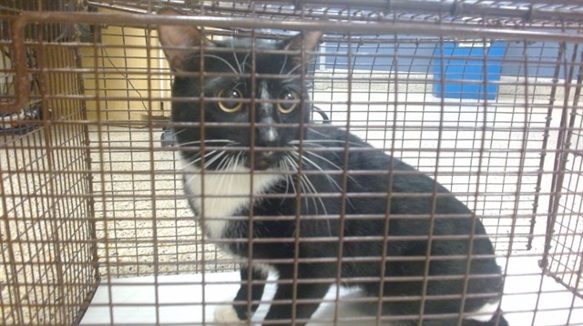 Shelter Stray Male Cat last seen Near BLOCK NW 176 ST, 3599 NW 79th Ave, Doral, FL 33122, USA