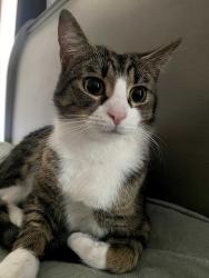 Reunited Female Cat last seen West Hampton neighborhood, Hope Mills, NC 28348