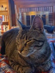 Reunited Male Cat last seen Hyland ests Oakville, Mo, Oakville, MO 63129