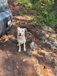Found/Stray Male Dog last seen Martin Cemetery Road Carrollton, Carrollton, GA 30117