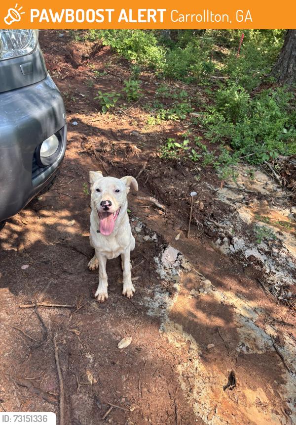 Found/Stray Male Dog last seen Martin Cemetery Road Carrollton, Carrollton, GA 30117