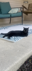 Reunited Female Cat last seen Shoreline and Ashland, Harrison Township, MI 48045