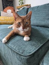Reunited Male Cat last seen 67th Avenue & 217 St, Queens, NY 11364