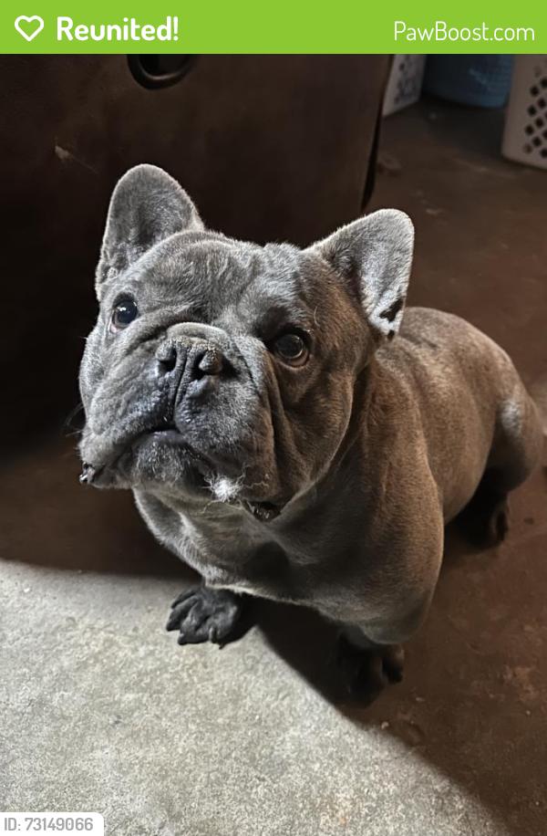 Reunited Male Dog last seen Outlook and zenith, Citrus Heights, CA 95621