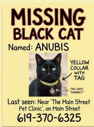 Reunited Male Cat last seen The Pet Clinic on Main Street, Chula Vista, Chula Vista, CA 91911