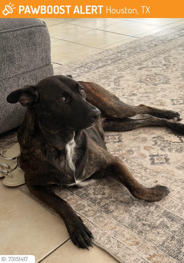 Found/Stray Female Dog last seen Cutten green neighborhood, Houston, TX 77066