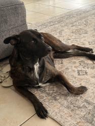 Found/Stray Female Dog last seen Cutten green neighborhood, Houston, TX 77066