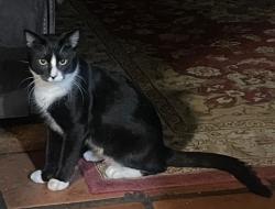 Reunited Male Cat last seen W Baseline Rd and S Hardy Rd near wood elementary school, Tempe, AZ 85283