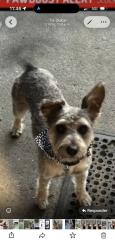 Lost Male Dog last seen sharkon ln, Stockton, CA 95210