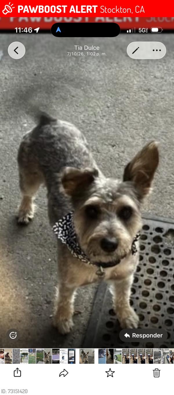 Lost Male Dog last seen sharkon ln, Stockton, CA 95210