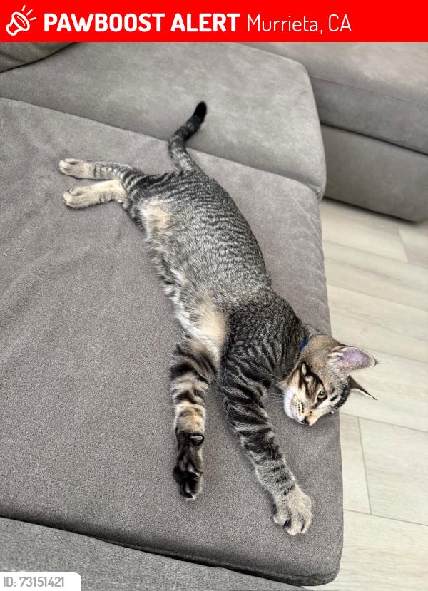 Lost Male Cat last seen Near Encanto Road Murrieta CA 92563, Murrieta, CA 92563