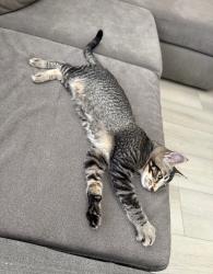 Lost Male Cat last seen Near Encanto Road Murrieta CA 92563, Murrieta, CA 92563