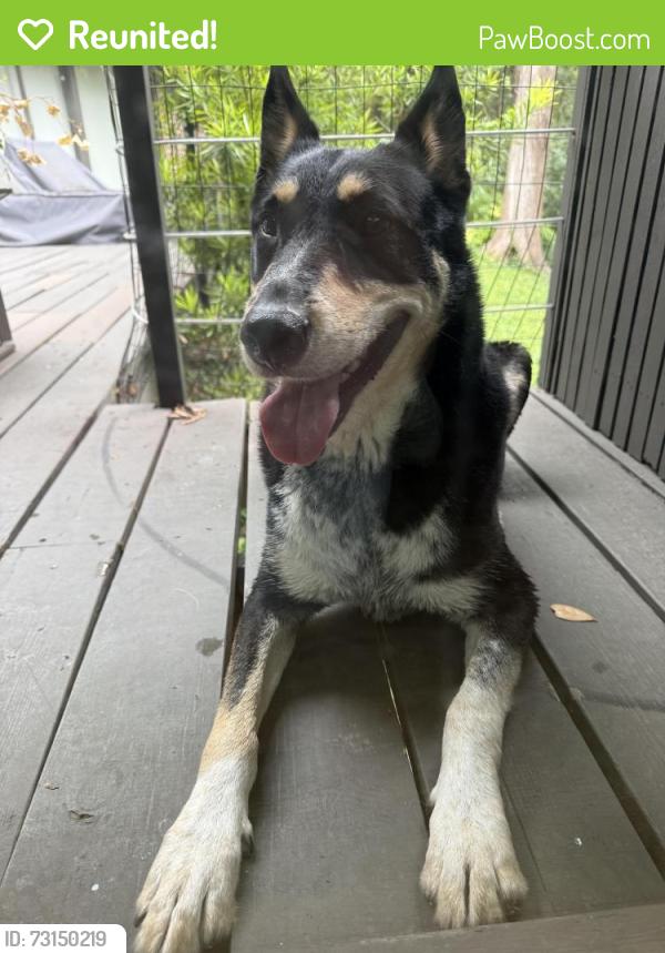 Reunited Male Dog last seen Kessler Parkway and Junior Drive, Dallas, TX 75208