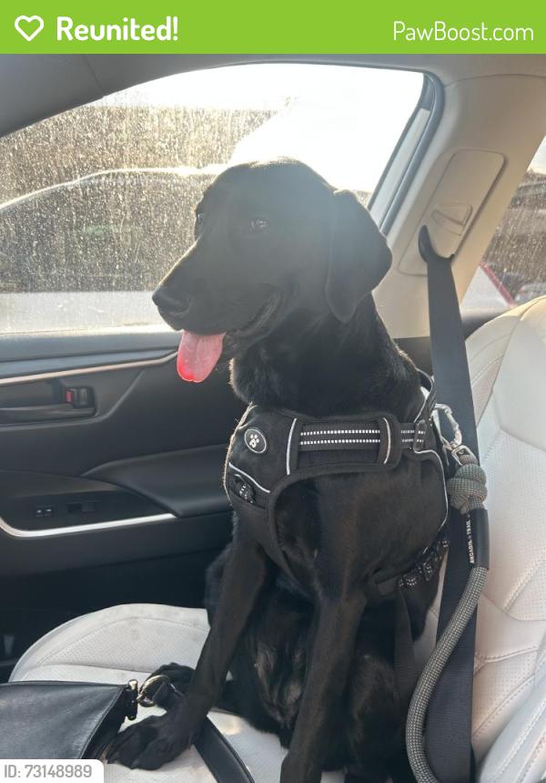 Reunited Female Dog last seen Staples, Phoenix, AZ 85012
