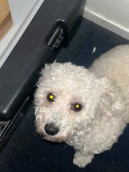 Lost Male Dog last seen Near rock spring rd, Hesperia, CA 92345