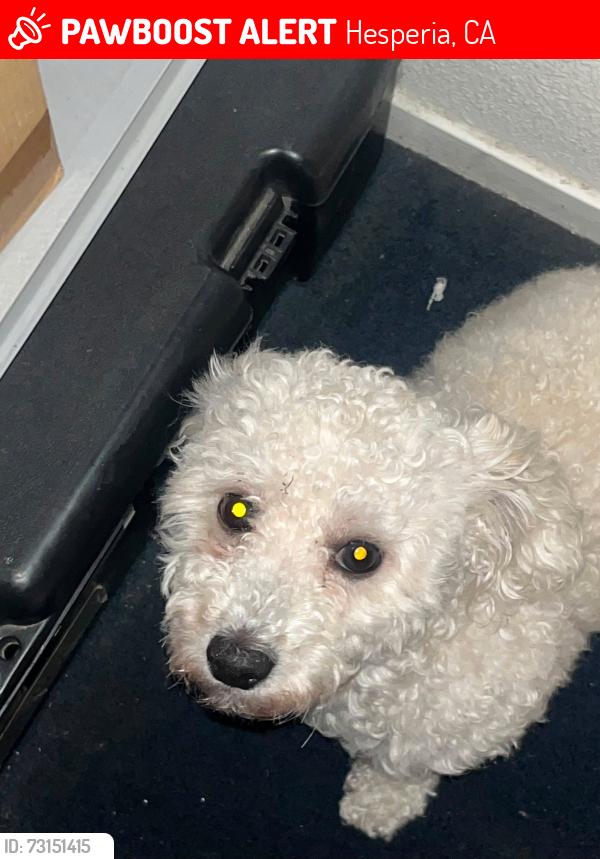 Lost Male Dog last seen Near rock spring rd, Hesperia, CA 92345