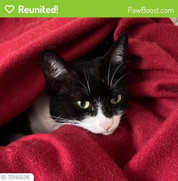 Reunited Female Cat last seen Ruskin Park, Greater London, England SE5 8TQ
