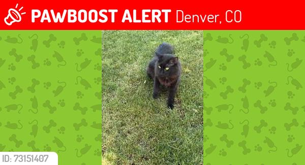 Lost Male Cat last seen 7th & 8th Avenue Congress Park, Denver, CO 80206