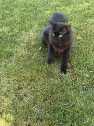 Lost Male Cat last seen 7th & 8th Avenue Congress Park, Denver, CO 80206