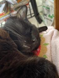 Lost Male Cat last seen By Veterans Park, Palm Bay, FL 32905