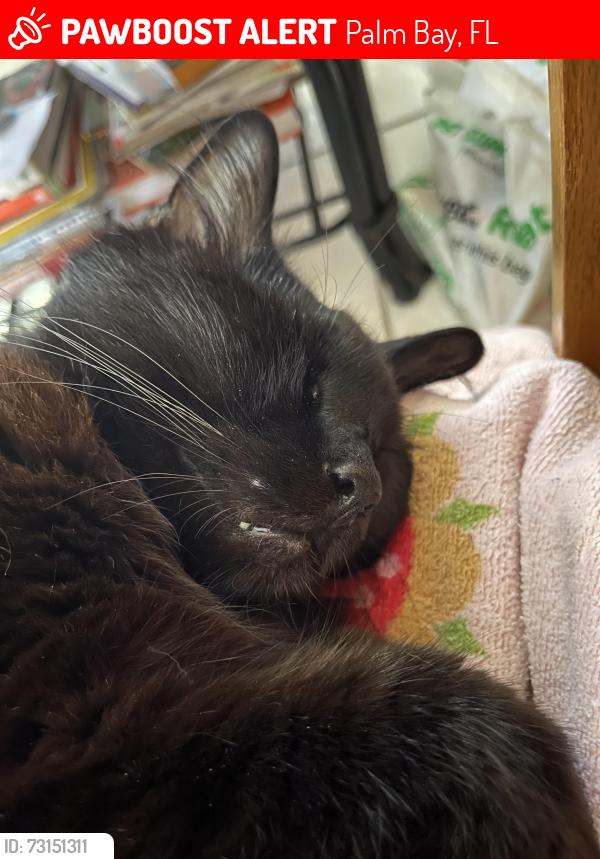 Lost Male Cat last seen By Veterans Park, Palm Bay, FL 32905