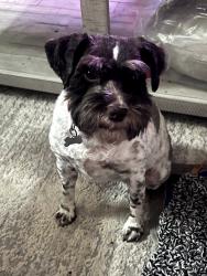 Lost Female Dog last seen Meadow lakes 2, Rock Hill, SC 29732