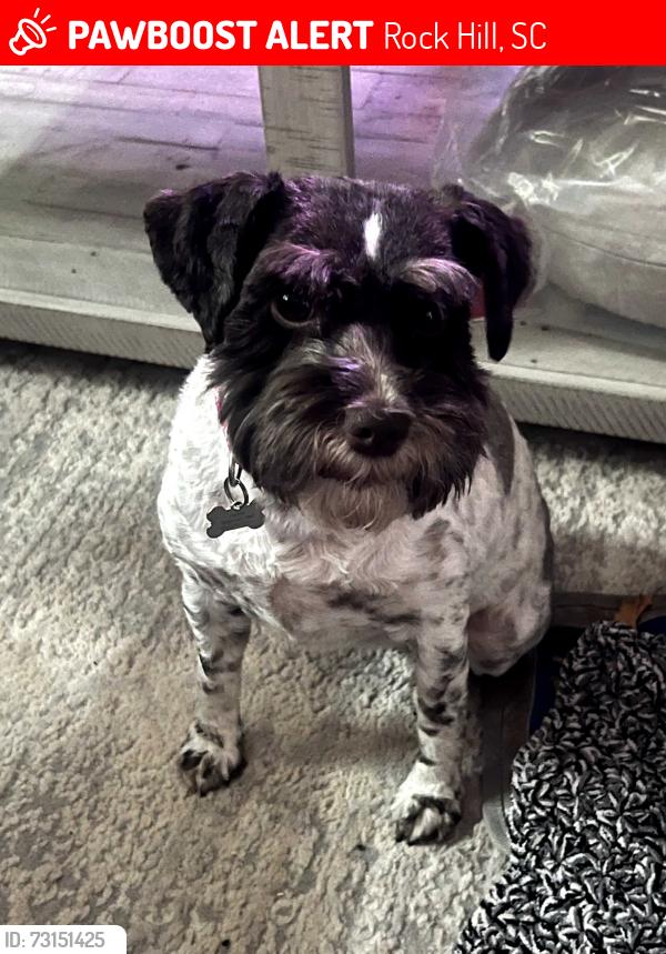 Lost Female Dog last seen Meadow lakes 2, Rock Hill, SC 29732