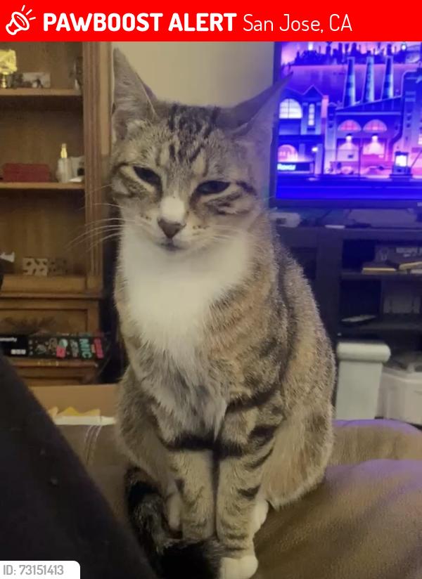 Lost Female Cat last seen 9th street and San Salvador, San Jose, CA 95112