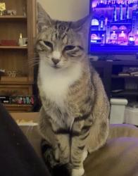 Lost Female Cat last seen 9th street and San Salvador, San Jose, CA 95112