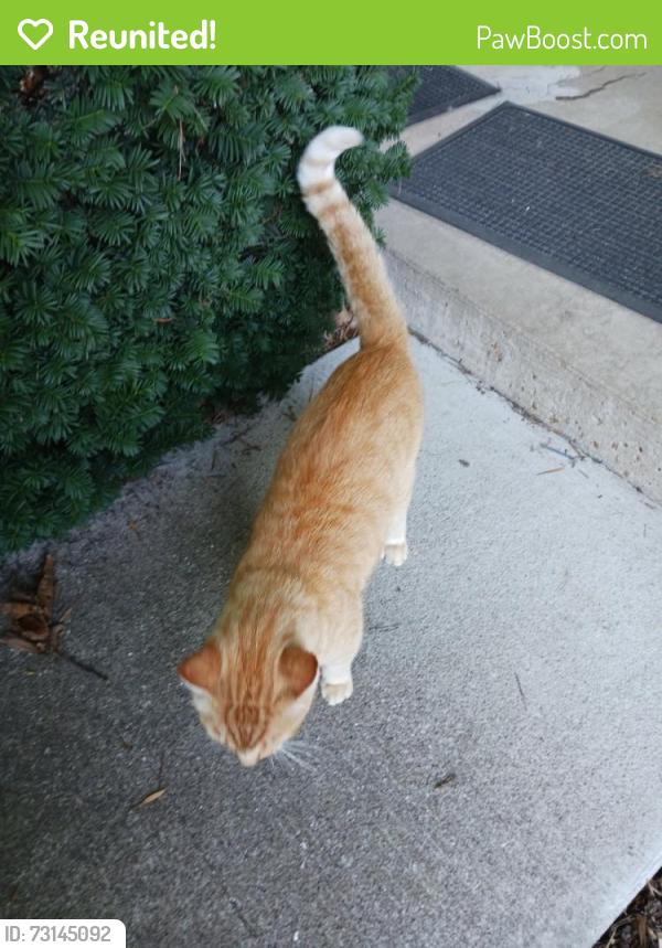 Reunited Male Cat last seen Willott, St. Peters, MO 63376