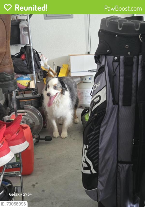 Reunited Unknown Dog last seen Garage at 1321 ne kenwood dr lees summit, mo, Lee's Summit, MO 64064