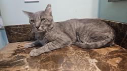 Found/Stray Male Cat last seen Gilbert Rd/Germann Rd, Gilbert, AZ 85297