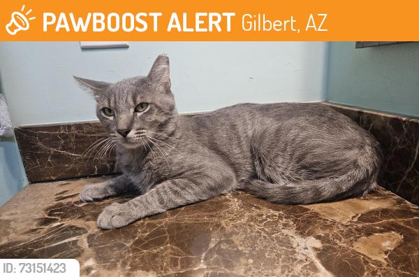Found/Stray Male Cat last seen Gilbert Rd/Germann Rd, Gilbert, AZ 85297