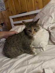Reunited Female Cat last seen Near and Vasquez, Winter Park, CO 80482