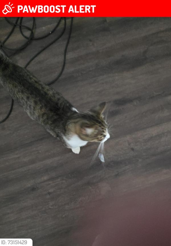 Lost Female Cat last seen San Juan Grade Road, Monterey County, CA 93906