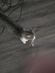 Lost Female Cat last seen San Juan Grade Road, Monterey County, CA 93906