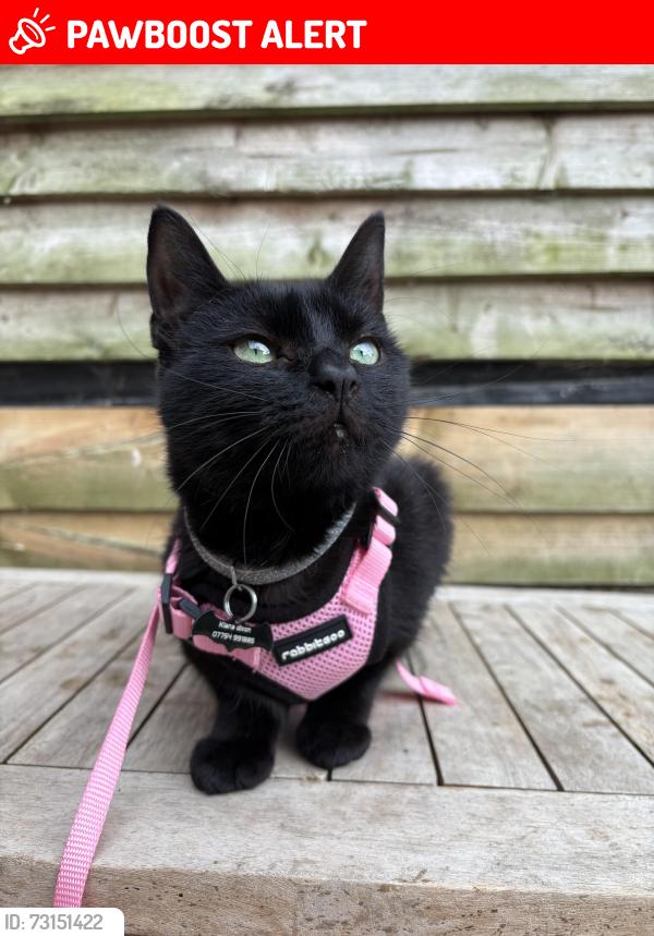 Lost Female Cat last seen Last around earls gardens, Cheshire West and Chester, England CH65 8DT