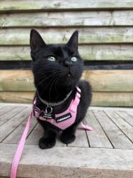 Lost Female Cat last seen Last around earls gardens, Cheshire West and Chester, England CH65 8DT